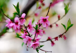 نوروز سرآغاز خوبیهاست نه تجدید عهد با سیاهی ها