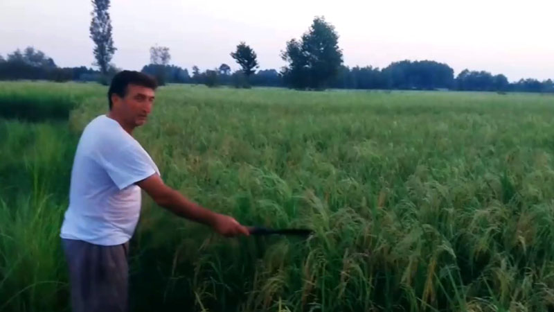 پیام محسن نوروزی برای برادرش محمد جواد نوروزی در کمپ مجاهدین خلق